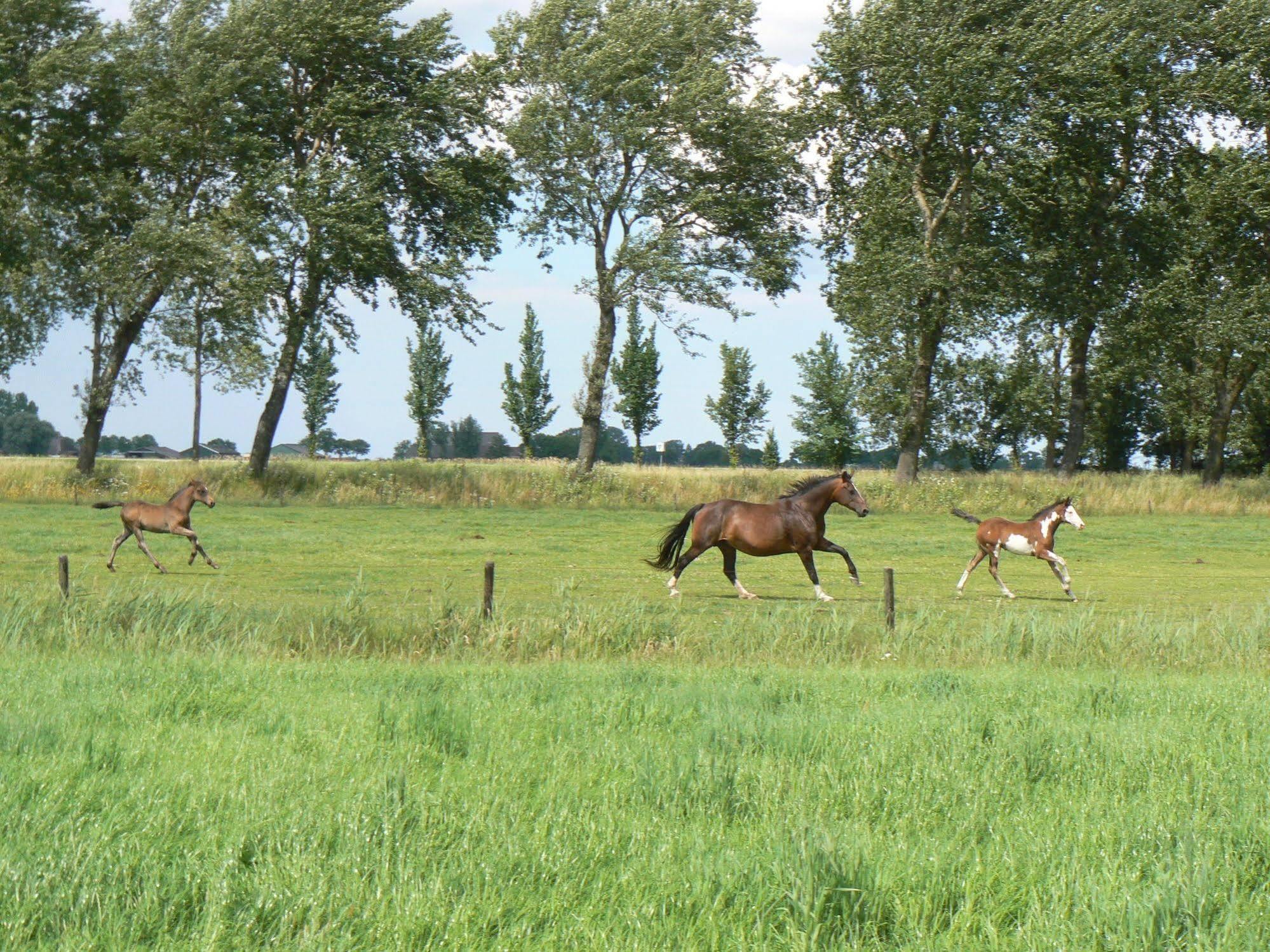 Groningen Buiten B&B Zuidhorn Luaran gambar