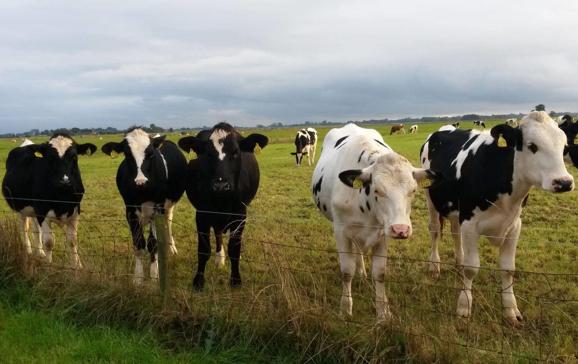 Groningen Buiten B&B Zuidhorn Luaran gambar